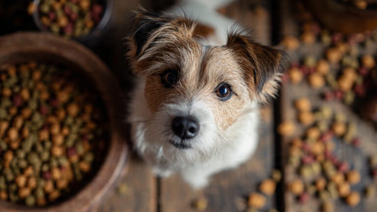 Top 10 Best Dry Dog Food UK – Expert Reviews & Buyer Guide (2025)