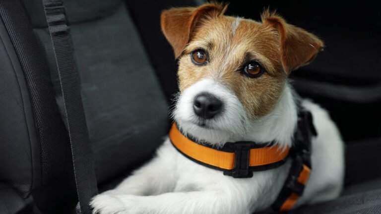 Dog Safety Seat Car UK